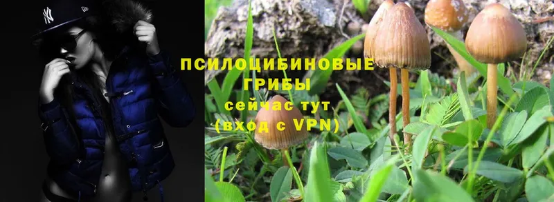 Псилоцибиновые грибы Psilocybe  Губкин 